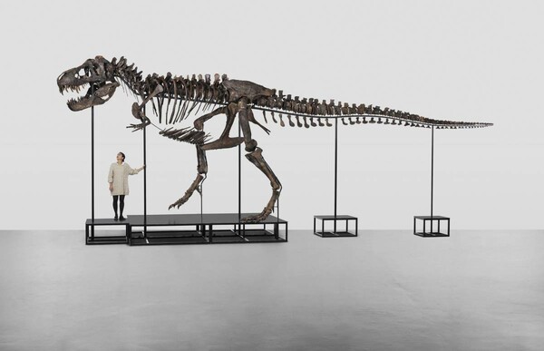 Ελβετία: Σε δημοπρασία σκελετός Τ- Rex- Έως 8,15 εκατ.$ η εκτιμώμενη αξία του 