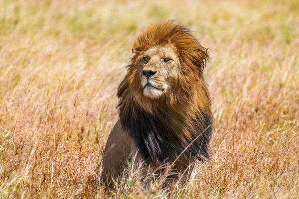 Νεκρό το λιοντάρι που ήταν ο «βασιλιάς» του Σερενγκέτι- Τον σκότωσαν αντίπαλοι
