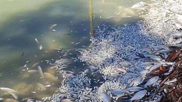 Εκατομμύρια νεκρά ψάρια σαπίζουν σε ποταμό στην Αυστραλία: «Η μυρωδιά είναι αδιανόητη»