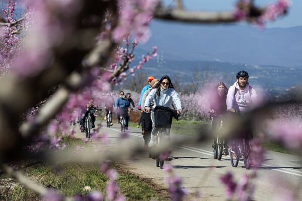Βόλτα με ποδήλατο στις ανθισμένες ροδακινιές στον κάμπο της Βέροιας