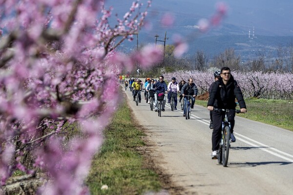 Βόλτα με ποδήλατο στις ανθισμένες ροδακινιές στον κάμπο της Βέροιας