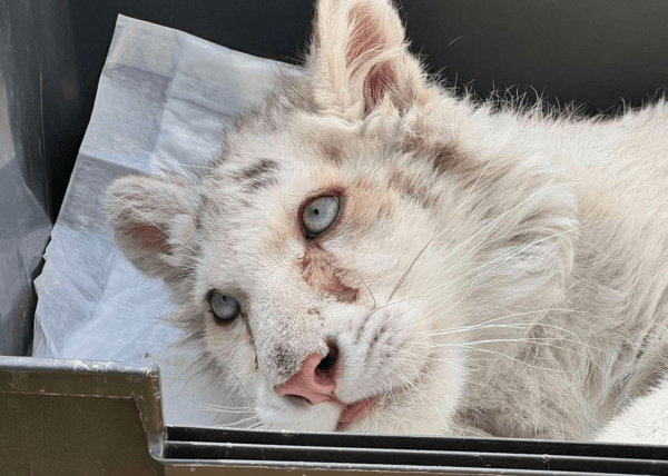 Αττικό Πάρκο: Σύγκλιση Επιτροπής Κτηνιάτρων για την «Χασίγια»- Απομακρύνεται το σενάριο ευθανασίας για την 4μηνών τίγρη