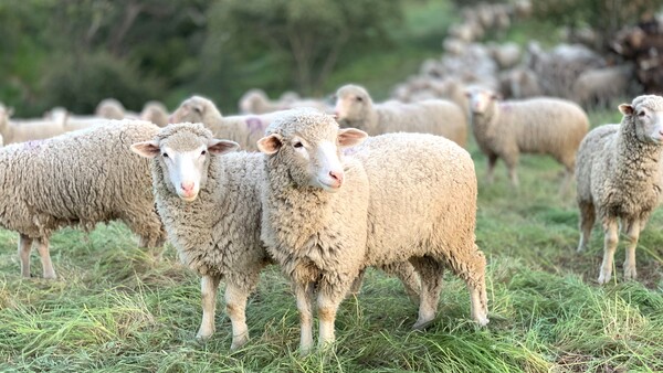 Δύο συλλήψεις για ζωοκλοπή στην Πρέβεζα – Έκλεψαν 68 πρόβατα από ποιμνιοστάσιο