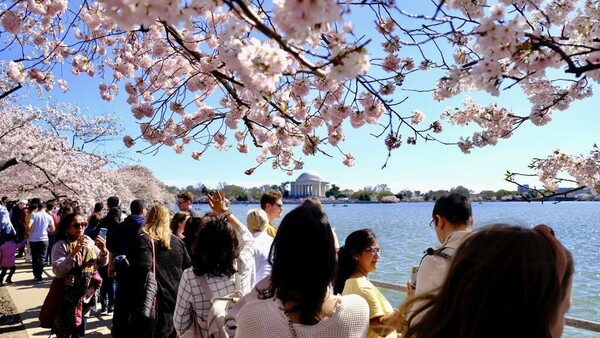 Οι 3.700 κερασιές της Ουάσιγκτον έφτασαν στην κορύφωση της ανθοφορίας τους
