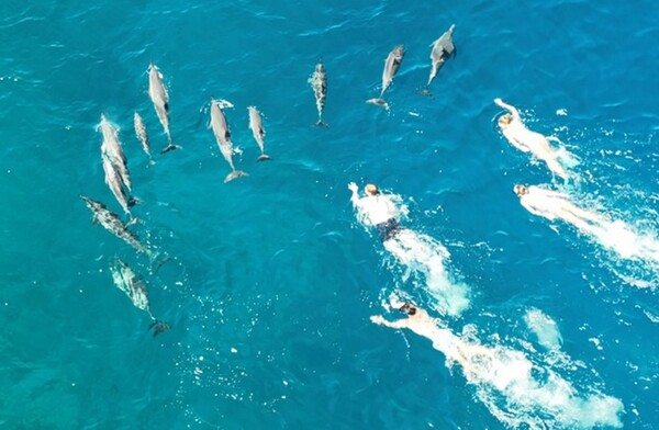 Κολυμβητές «κυνήγησαν και παρενόχλησαν» κοπάδι δελφινιών στη Χαβάη