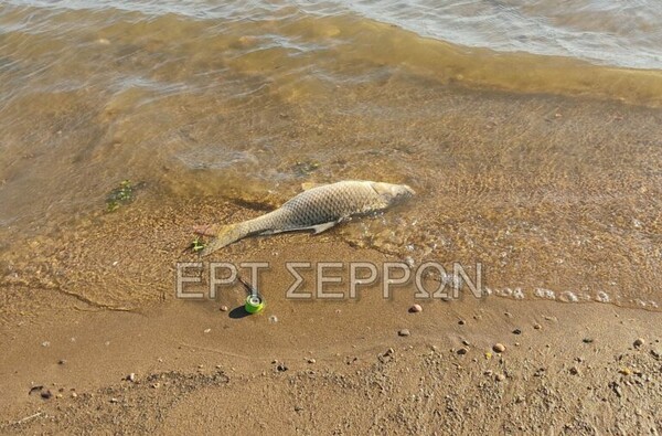 Εκατοντάδες νεκρά ψάρια στη Λίμνη Κερκίνη- Πού οφείλεται το φαινόμενο