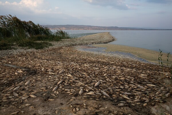 Νεκρά ψάρια γέμισε η Λίμνη Κερκίνη 