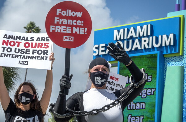 Captive orca Lolita set for release into ‘home waters’ after 50 years at Miami Seaquarium