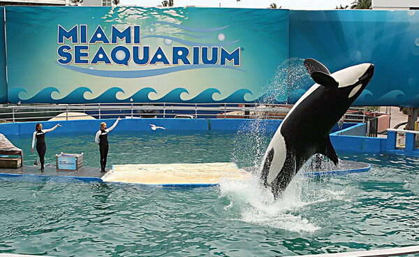 Captive orca Lolita set for release into ‘home waters’ after 50 years at Miami Seaquarium