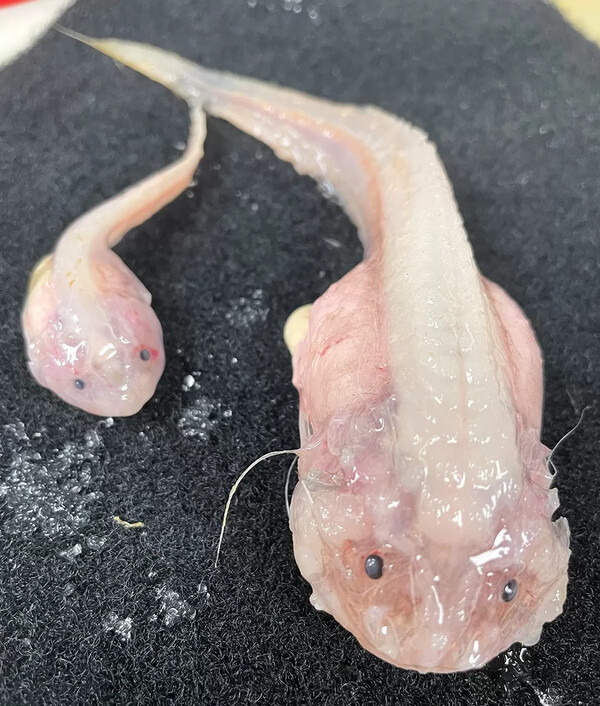 Ψάρι βρέθηκε να κολυμπά σε βάθος-ρεκόρ στα ανοιχτά της Ιαπωνίας
