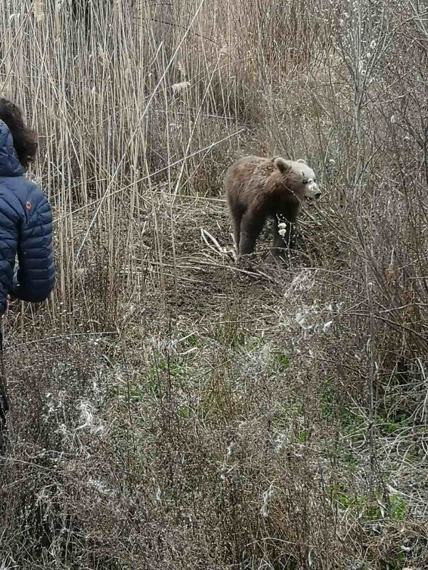 Πρέσπες: Απεγκλωβίστηκε αρκούδα που πιάστηκε σε παράνομη παγίδα