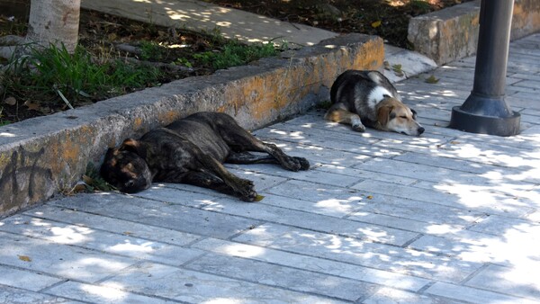 Σήμερα είναι Παγκόσμια Ημέρα Αδέσποτων Ζώων - Προβληματισμός για τα τόσα αδέσποτα στην Ελλάδα