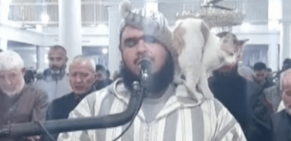 Αλγερία: Γάτα πηδά πάνω στον ιμάμη που προσεύχεται για το Ραμαζάνι