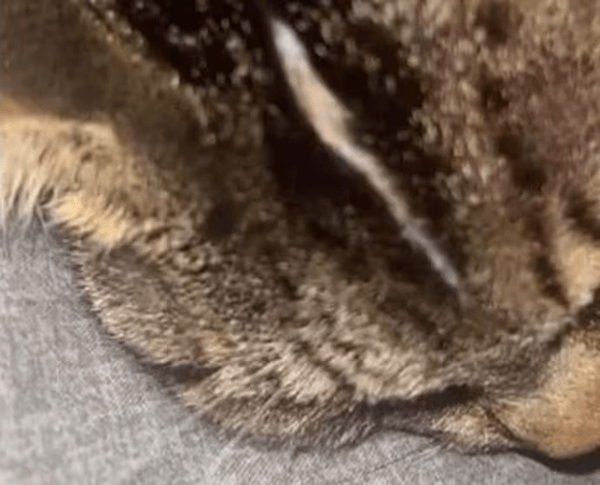 Στη Βρετανία κάποιος ξυρίζει οικόσιτες γάτες σε περίεργα σημεία- και κανείς δεν το βρίσκει αστείο