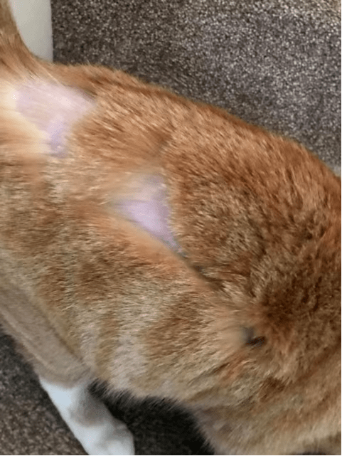Στη Βρετανία κάποιος ξυρίζει οικόσιτες γάτες σε περίεργα σημεία- και κανείς δεν το βρίσκει αστείο