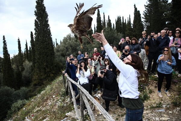 Μέλη της «ANIMA» απελευθέρωσαν άγρια πτηνά στον Υμηττό 