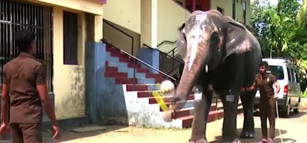 Ελέφαντας παίζει ποδόσφαιρο και χτυπάει την καμπάνα σε ναό στην Ινδία 