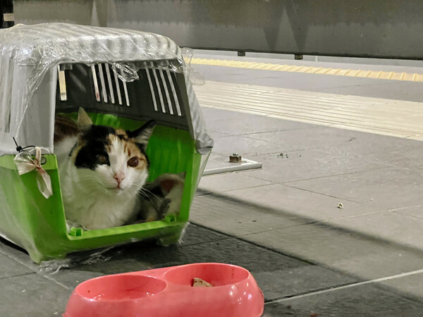 Αναζητώντας τη γάτα- Χάτσικο του Ηρακλείου, που 8 χρόνια μένει στον σταθμό