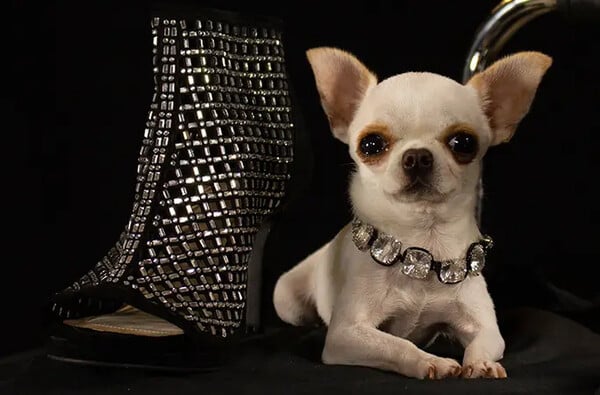 ‘Small like a ball’: Pearl the chihuahua becomes world’s shortest dog