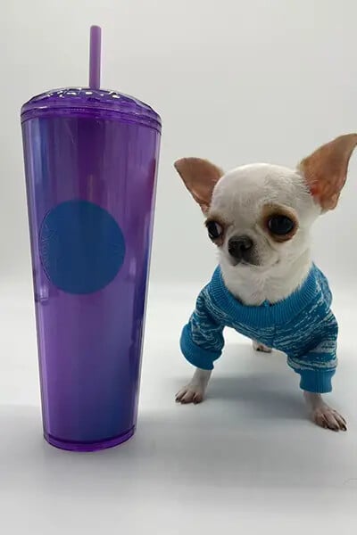 ‘Small like a ball’: Pearl the chihuahua becomes world’s shortest dog