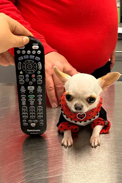 ‘Small like a ball’: Pearl the chihuahua becomes world’s shortest dog