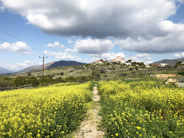 Το μυκηναϊκό νεκροταφείο των Δενδρών