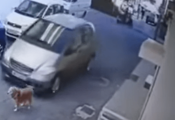 Ηράκλειο: Πάτησε με το αυτοκίνητό της σκύλο εν ψυχρώ-Σε κρίσιμη κατάσταση το ζώο