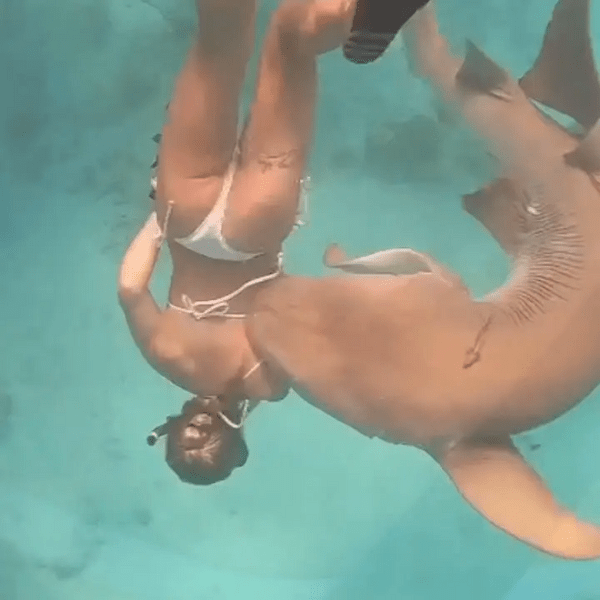 Μαλδίβες: Καρχαρίας 100 κιλών δάγκωσε κολυμβήτρια- Και συνέχισε κανονικά το κολύμπι 