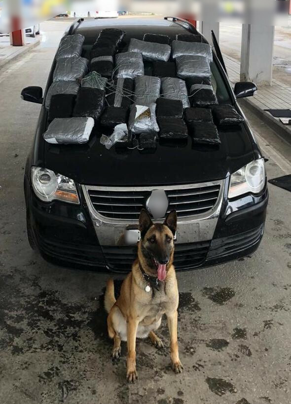 Ο αστυνομικός σκύλος έδειξε τα ναρκωτικά-Συνελήφθη ο μεταφορέας 