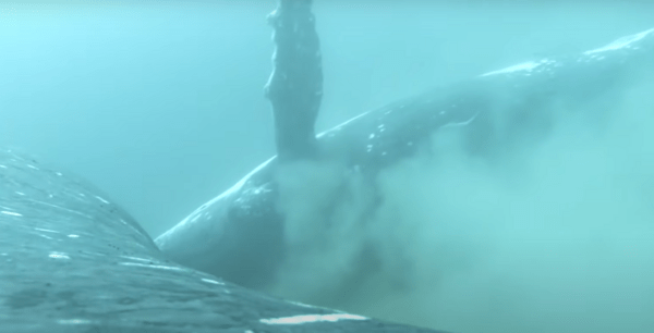 Βίντεο απαθανατίζει φάλαινες να κάνουν «σπα» στη θάλασσα 