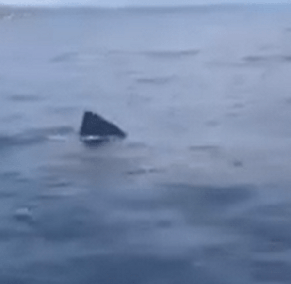Γύθειο: Καρχαρίας κολυμπούσε γύρω από βάρκα - Το βίντεο-ντοκουμέντο