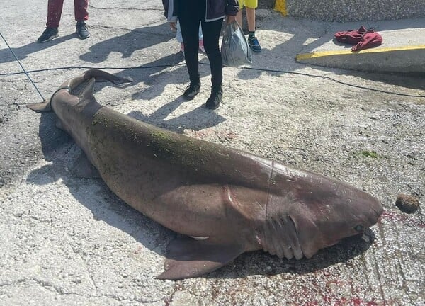 Ιεράπετρα: Προστατευόμενο είδος ο τεράστιος καρχαρίας που έπιασαν ψαράδες