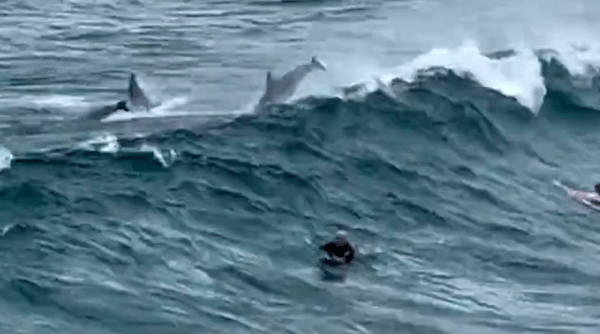 Δελφίνια παίζουν με τα κύματα, δίπλα σε σέρφερ