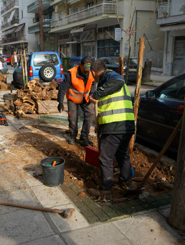 Τι συμβαίνει με τα δέντρα στη Θεσσαλονίκη τελικά;