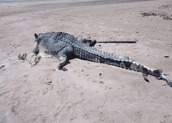 Μυστήριο με ακέφαλο κροκόδειλο που βρέθηκε σε παραλία της Αυστραλίας