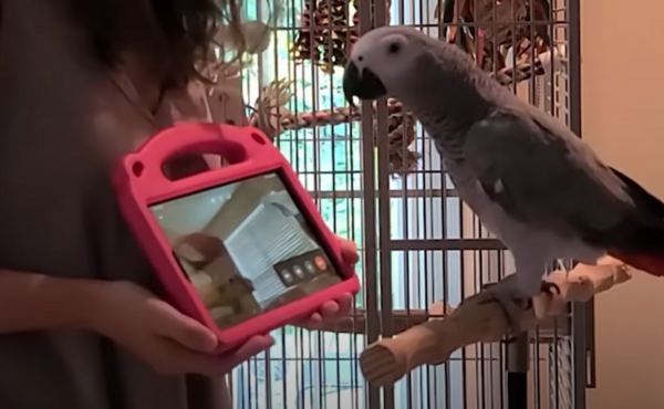 Παπαγάλοι έμαθαν να κάνουν βιντεοκλήσεις με άλλα πουλιά - Μελέτη για την κοινωνικοποίησή τους