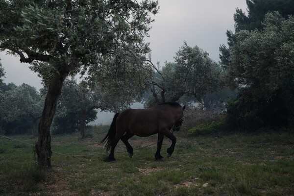 Τζια: Άλογο παστουρωμένο «κρεμόταν» σε πλαγιά λόγω εξάντλησης- Έψαχνε νερό [ΣΚΛΗΡΕΣ ΕΙΚΟΝΕΣ]