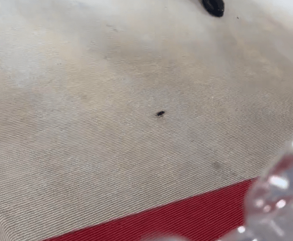 Met Gala 2023: Viral η βόλτα μιας κατσαρίδας λίγο πριν την άφιξη της Ριάνα 