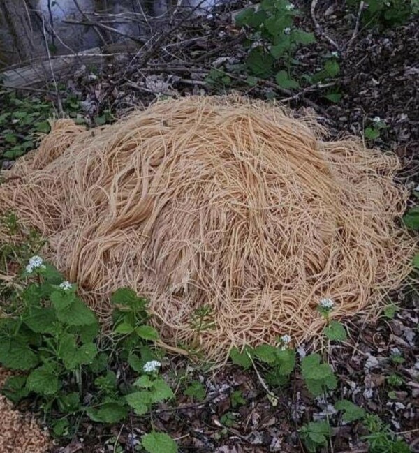 Κάποιος πέταξε εκατοντάδες κιλά μακαρόνια σε δάσος του Νιου Τζέρσεϊ