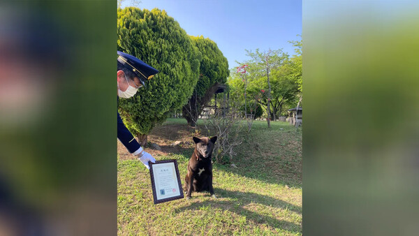 Ιαπωνία: Ηρωικός σκύλος έσωσε 50χρονο από καρδιακό επεισόδιο