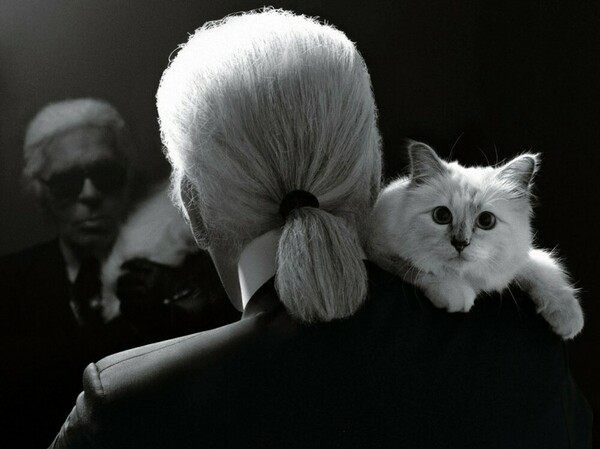 Choupette: Τι απέγινε το 1,5 εκατομμύριο δολάρια που κληρονόμησε η γάτα του Karl Lagerfeld