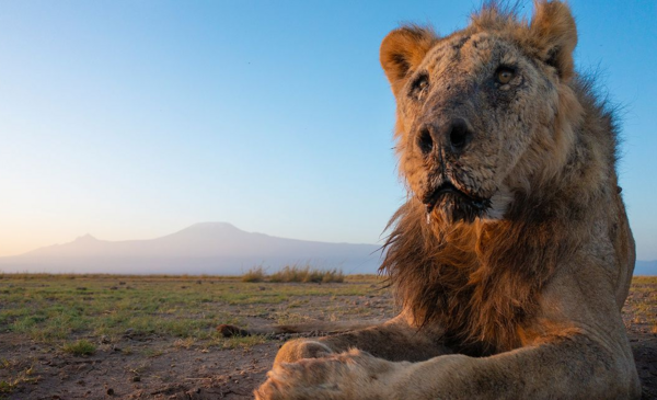 Σκοτώθηκε ο Loonkiito, ένα από τα γηραιότερα λιοντάρια στον κόσμο
