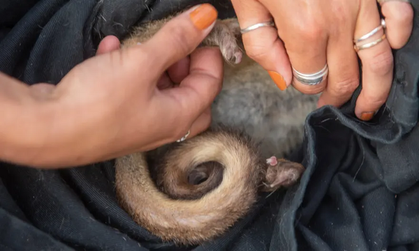 Το αποδεκατισμένο bettong έκανε μια εκπληκτική επιστροφή- με τη βοήθεια του φυστικοβούτυρου