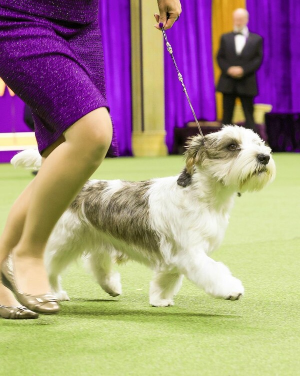 «Buddy Holly»: Το σκυλί που έσπασε ρεκόρ 147 ετών στο Westminster Dog Show