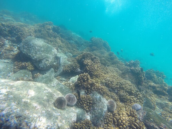 Ερυθρά Θάλασσα: Επιδημία σκοτώνει τους αχινούς - Σε κίνδυνο τα κοράλλια