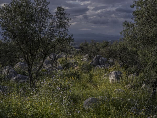 Η μικρή Γιαπωνέζα και άλλες ιστορίες