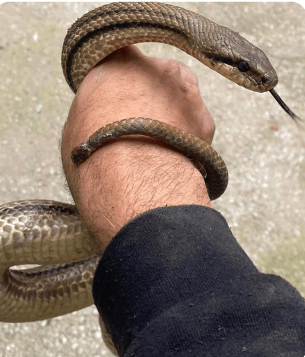 Θεσσαλονίκη: Φίδι 1,5 μέτρων βρέθηκε σε κινητήρα αυτοκινήτου