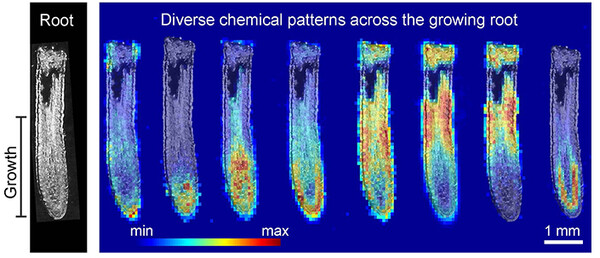 Οι χημικές ουσίες που παράγουν οι ρίζες των φυτών παίζουν ρόλο στην ανάπτυξή τους