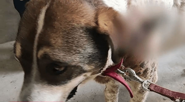 Νεκρός ο αδέσποτος σκύλος που πυροβλήθηκε στην Αργαλαστή Βόλου