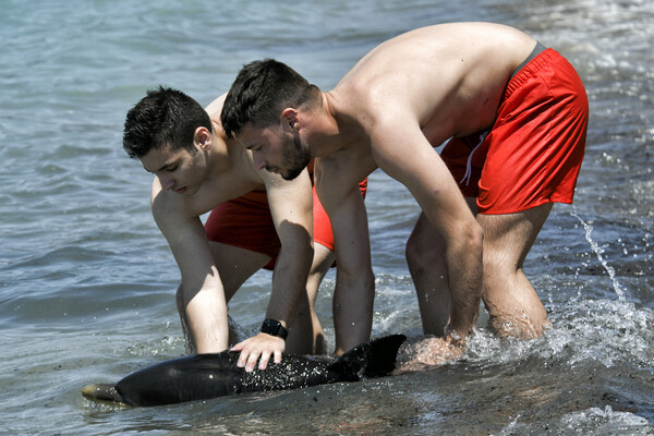 Κόρινθος: Δελφίνι βρέθηκε στα ρηχά παραλίας – Έχασε τον προσανατολισμό του